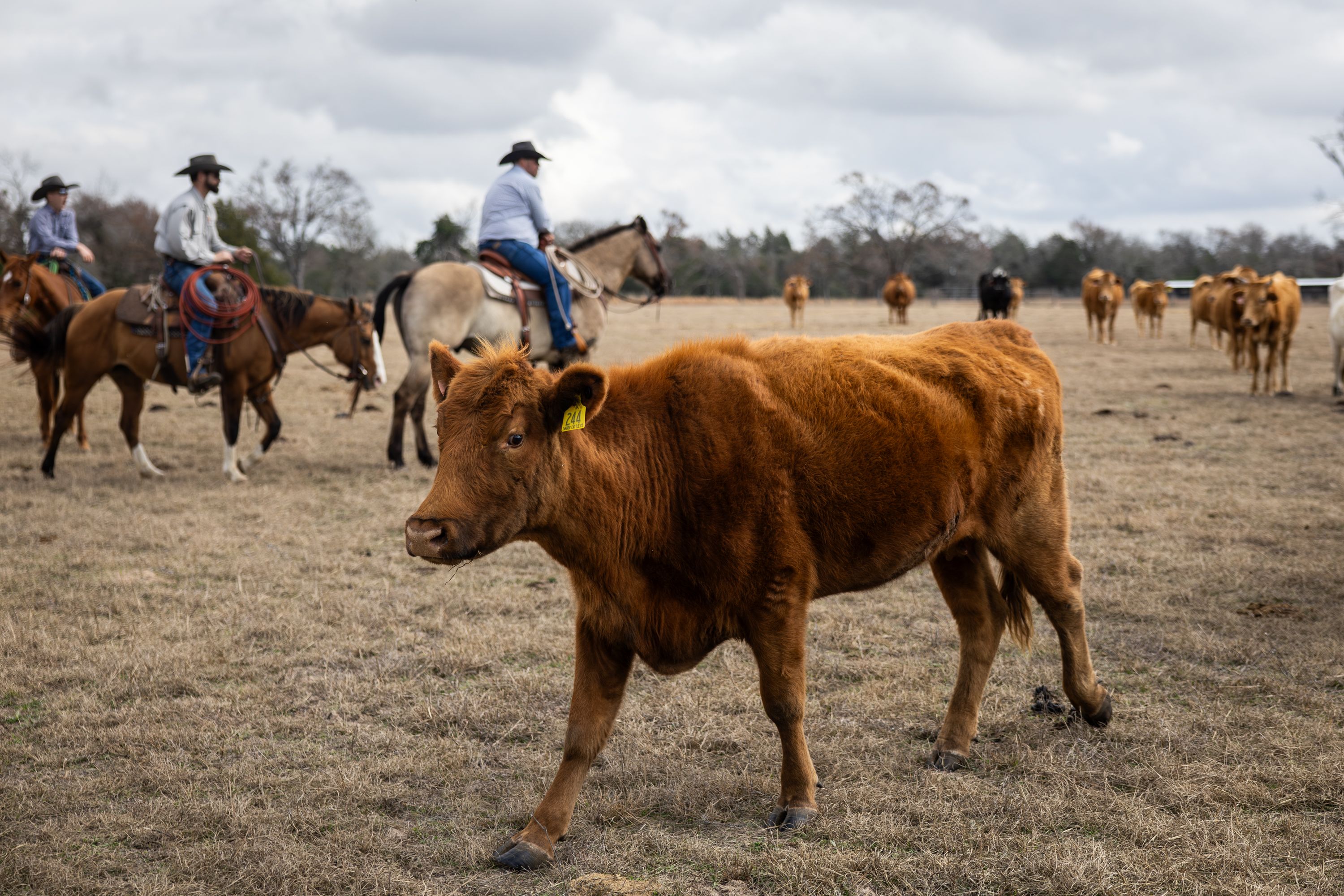 A small, red cow is seen in the foreground as three men on horses wearing cowboy hats observe the rest of the herd in the background.