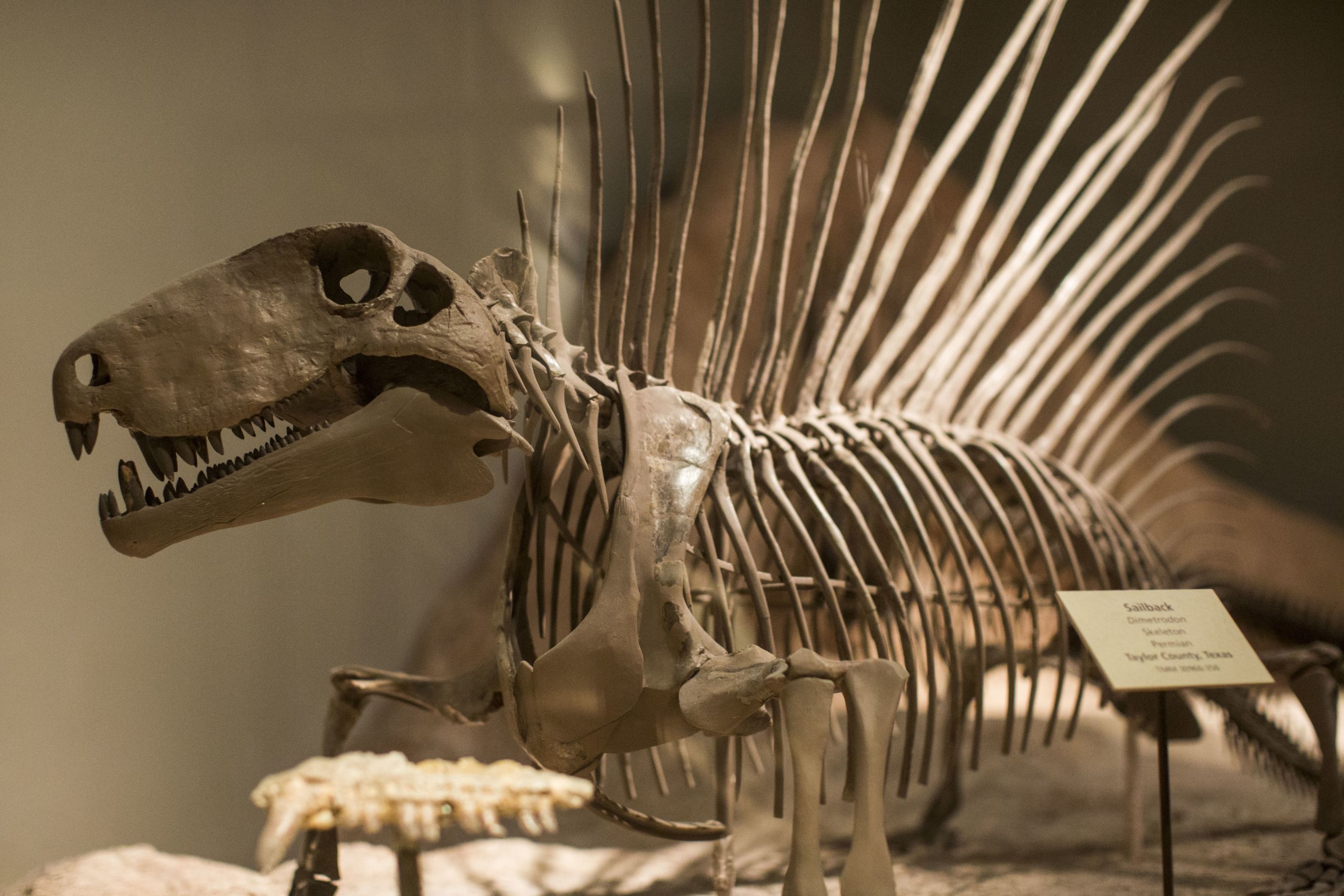 Deinosuchus riograndensis skull cast